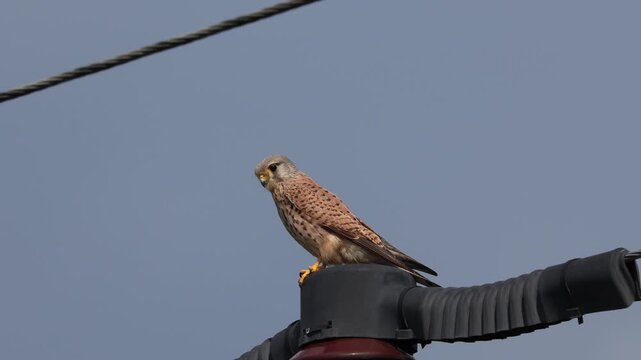 Common Kestrel (Falco tinnunculus) perched on a power line pole insulator against blue sky. Wildlife adaptation to urban electrical infrastructure