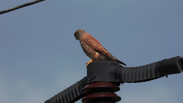 Common Kestrel (Falco tinnunculus) perched on a power line pole insulator against blue sky. Wildlife adaptation to urban electrical infrastructure