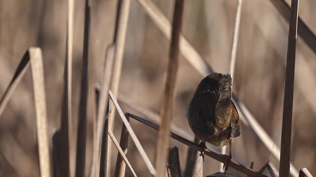 Close-up of a Marsh Wren preening its feathers and appearing to sing while perched on dry marsh reeds in early spring.
