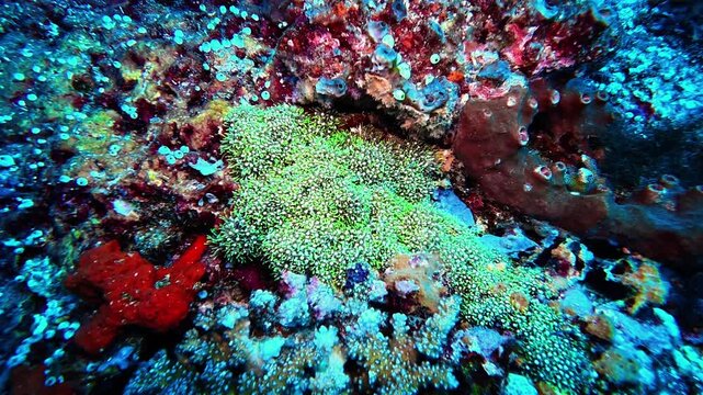 Green Briarium (Clavularia) spreads its star-shaped polyps among sponges and colorful corals at Bali, Gili Islands. Stunning invertebrate life and vivid reef textures highlight Indonesia&rsquo;s underwater 