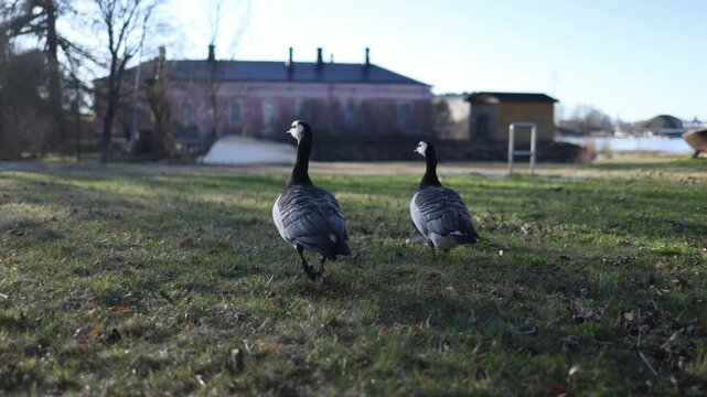 Two barnacle geese wander across fresh green meadow illuminated by golden sunlight creating relaxing wildlife scene in springtime