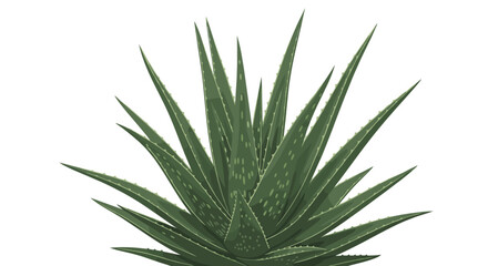 Fototapeta premium Healthy aloe vera plant with thick spiky green leaves isolated on a white background for skincare and medicinal herb concepts.