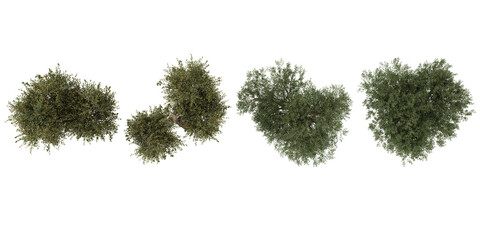Fototapeta premium Collection of Olea trees isolated on white background from the top view