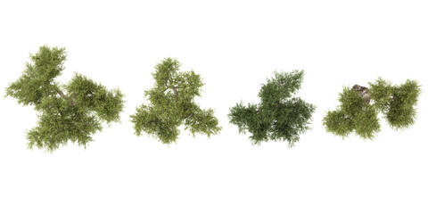 Fototapeta premium Set of Olea trees isolated on white background from the top view