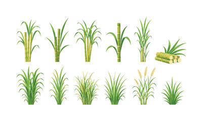 Fototapeta premium Sugarcane and grass plant set with green stems and leaf blades, sugarcane, grass, plant, stems, leaves, green, agriculture, crop,