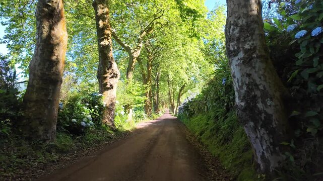 Azores, S&atilde;o Miguel, Portugal. Smooth camera movement through a picturesque plane tree avenue lined with vibrant blue hydrangeas, showcasing the lush and authentic beauty of the Azorean landscape.