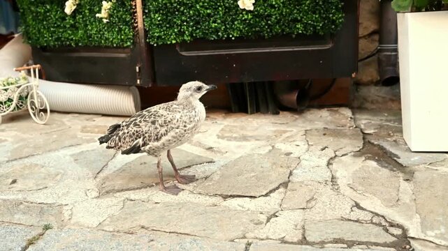 Close-up video of a juvenile seagull standing on a stone pavement in an urban outdoor setting. The young seabird calmly observes its surroundings, showcasing natural behavior and detailed plumage.