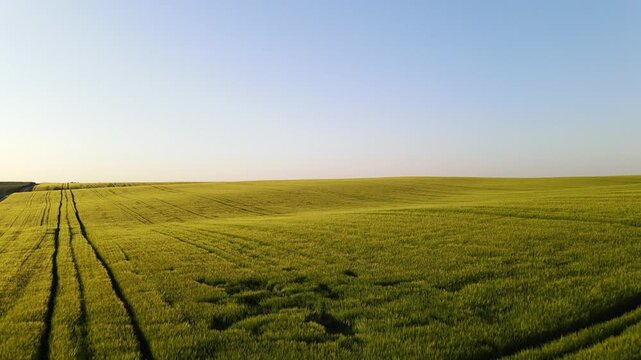 Aerial drone flying over a green wheat field at sunset with tractor tire tracks creating patterns on the landscape