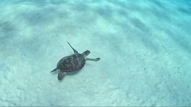 Sea turtle swimming over clear sandy ocean floor