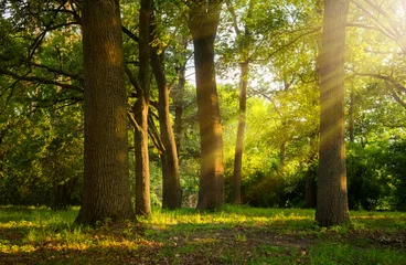 Summer Morning sunlight streaming through oak trees in a tranquil green forest © Konstiantyn