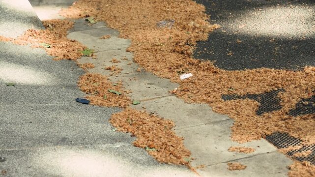 Dry fluffy plane tree seed balls breaking apart in spring, releasing seeds and allergenic fluff in urban environment. Dry plane tree seeds scattered on sidewalk, spring season background with urban