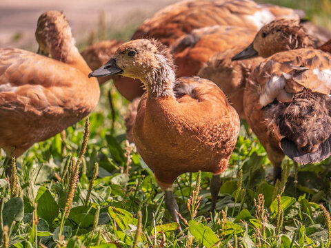 Ruddy Shelduck Standing in a Green Grass Field with Flock