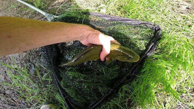 Fisherman Hand Carefully Holding a Caught Tench (Tinca tinca) in a Landing Net on Green Grass, Catch and Release Concept.