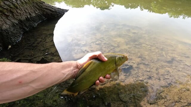 Catch and release of a beautiful green Tench (Tinca tinca). Fisherman returning live trophy fish into clear lake water.