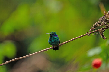 Fototapeta premium beautiful mountain violet-ear hummingbird in Panama
