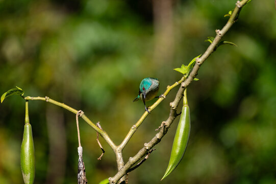 a Scarlet-thighed dacnis - Dacnis venusta - is sitting on a tree in Panama