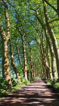 Azores, S&atilde;o Miguel, Portugal. Smooth camera movement through a picturesque plane tree avenue lined with vibrant blue hydrangeas, showcasing the lush and authentic beauty of the Azorean landscape.