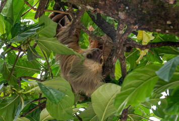 Sloth on a tree © forcdan