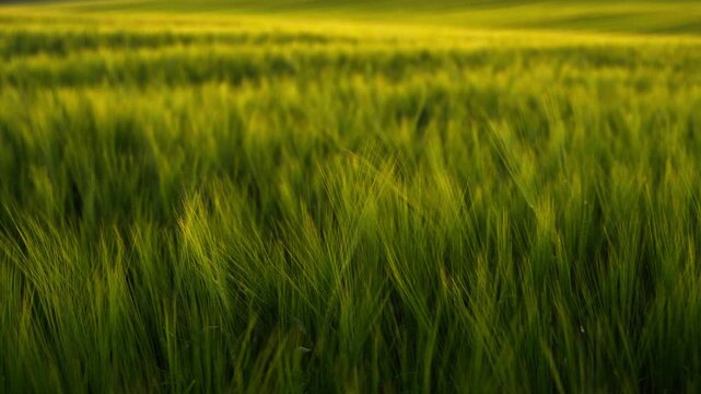 Green barley field swaying in the wind on a spring day in the countryside with golden sunlight and rolling hills in the background
