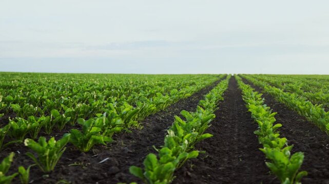 Agricultural field with rows of young green sugar beet plants growing under a cloudy sky in the countryside