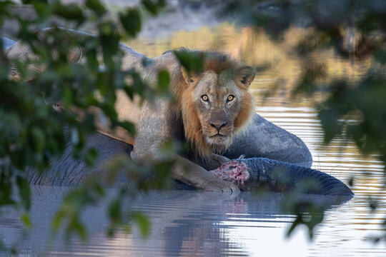 Male lion feeding on dead elephant carcass looking through leaves 