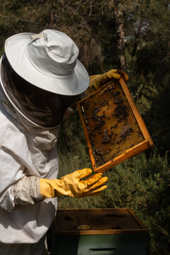 Beekeeper inspecting extracted honeycomb frame in apiary vertical