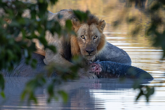 Male lion sitting on elephant carcass lat waterhole