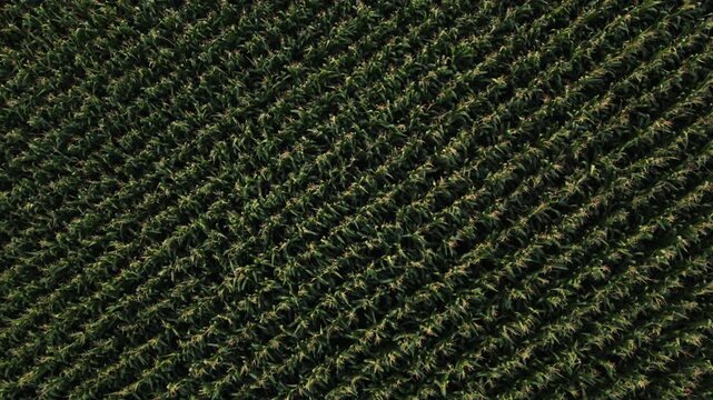 Drone flying over a rural cornfield plantation with green crops planted in diagonal rows and swaying in the wind