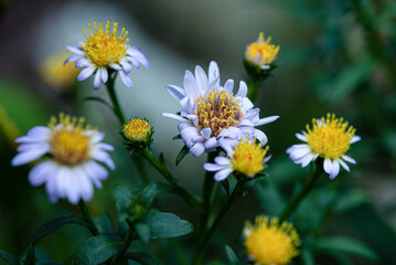Fototapeta premium yellow and white flowers on a green background