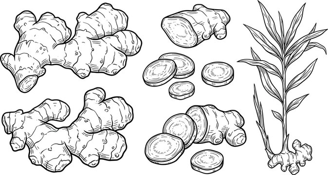 Hand drawn ginger root set isolated on white background transparent background