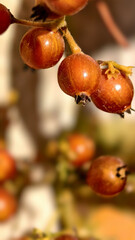 Close-Up of Brown Berries on Branch in Warm Autumn Sunlight © ThaiKhanh
