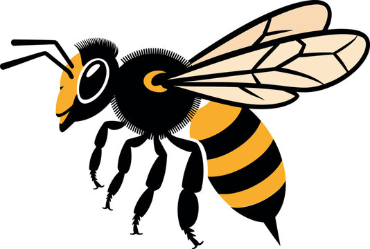 Honeybee vector illustration of a stinging honey bee isolated on white background for nature and wildlife design