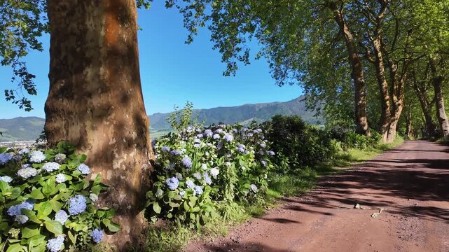 Azores, S&atilde;o Miguel, Portugal. Smooth camera movement through a picturesque plane tree avenue lined with vibrant blue hydrangeas, showcasing the lush and authentic beauty of the Azorean landscape.
