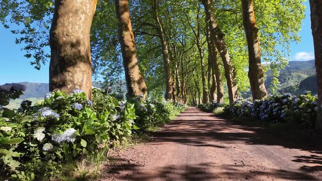 Azores, S&atilde;o Miguel, Portugal. Smooth camera movement through a picturesque plane tree avenue lined with vibrant blue hydrangeas, showcasing the lush and authentic beauty of the Azorean landscape.