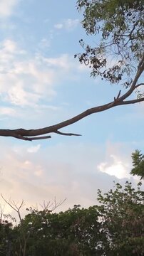 V&iacute;deo vertical en alta definici&oacute;n de ramas de &aacute;rboles y follaje verde que enmarcan un tranquilo cielo azul con suaves nubes. Fondo natural al aire libre con un paisaje atmosf&eacute;rico apacible.
