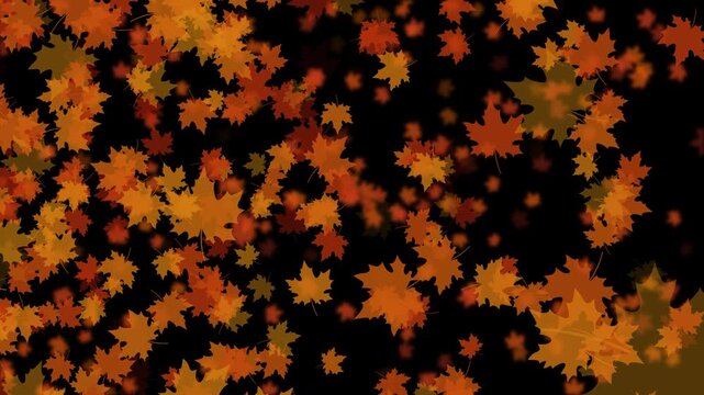 紅葉 カエデ 大 回転ランダム 紅葉色 パターン01 ループ 10秒（透過背景）