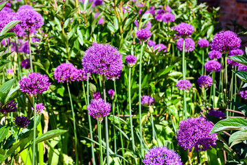 Obraz premium Bright purple tall Aliiums in a country garden in Shropshire UK . The ball shaped blooms with delicate petals grown from bulbs add structure to the garden.