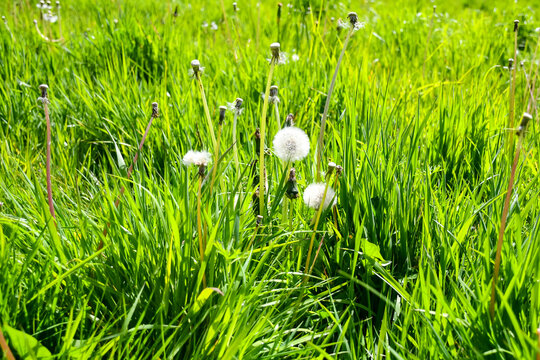 Dandelion plants gone to seed, the pretty seed heads waiting to be spread far and wide and produce new flowers by the breeze.