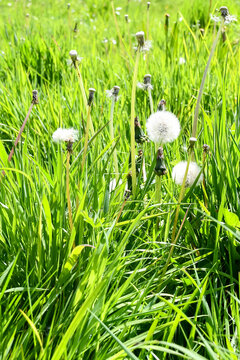 Dandelion seed head fragile and beautiful waiting for a breeze to blow and spread it&rsquo;s flowers to the seven winds.