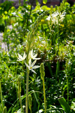 Beautiful exotic Californian white flowered quamash flower with delicate white blooms growing in garden in England UK on a spring day.