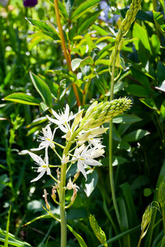 californian white flowered quamash, a fragile delicate flower grown from a bulb, a beautiful addition to any garden in the UK