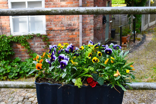 Pansies bright and beautiful in window box fixed to railing outside a cottage in Shropshire UK.Pansies have pretty blooms often seen like happy faces.