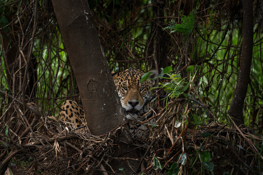 A jaguar in its natural habitat in the Pantanal region. The jaguar is lurking next to the riverbank. The king of Amazonia.