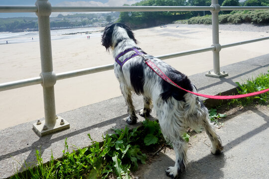 Oh I do love to be besides the seaside. Dog stands looking down at beach that it isn&rsquo;t allowed on during the summer months.