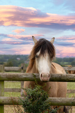 Pretty pony, horse stands looking over wooden fence as the sky behind glows beautiful pinks and blues as the sun sets over the Shropshire countryside in which it lives.