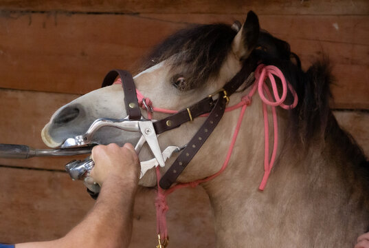 Equine Dentist, pony horse with its mouth clamped open so that the dentist can check its teeth .