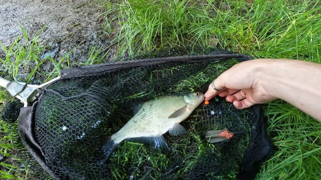 Common Bream (Abramis brama) in a landing net with method feeder rig and bait, angler showing catch on a grassy riverbank