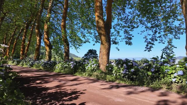 Azores, S&atilde;o Miguel, Portugal. Smooth camera movement through a picturesque plane tree avenue lined with vibrant blue hydrangeas, showcasing the lush and authentic beauty of the Azorean landscape.