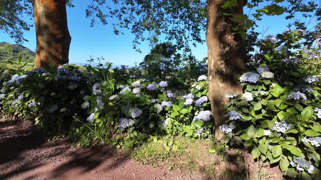 Azores, S&atilde;o Miguel, Portugal. Smooth camera movement through a picturesque plane tree avenue lined with vibrant blue hydrangeas, showcasing the lush and authentic beauty of the Azorean landscape.