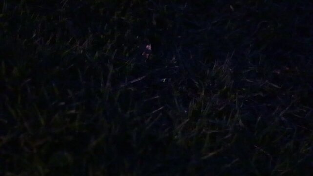 Firefly in the grass that flashes once
